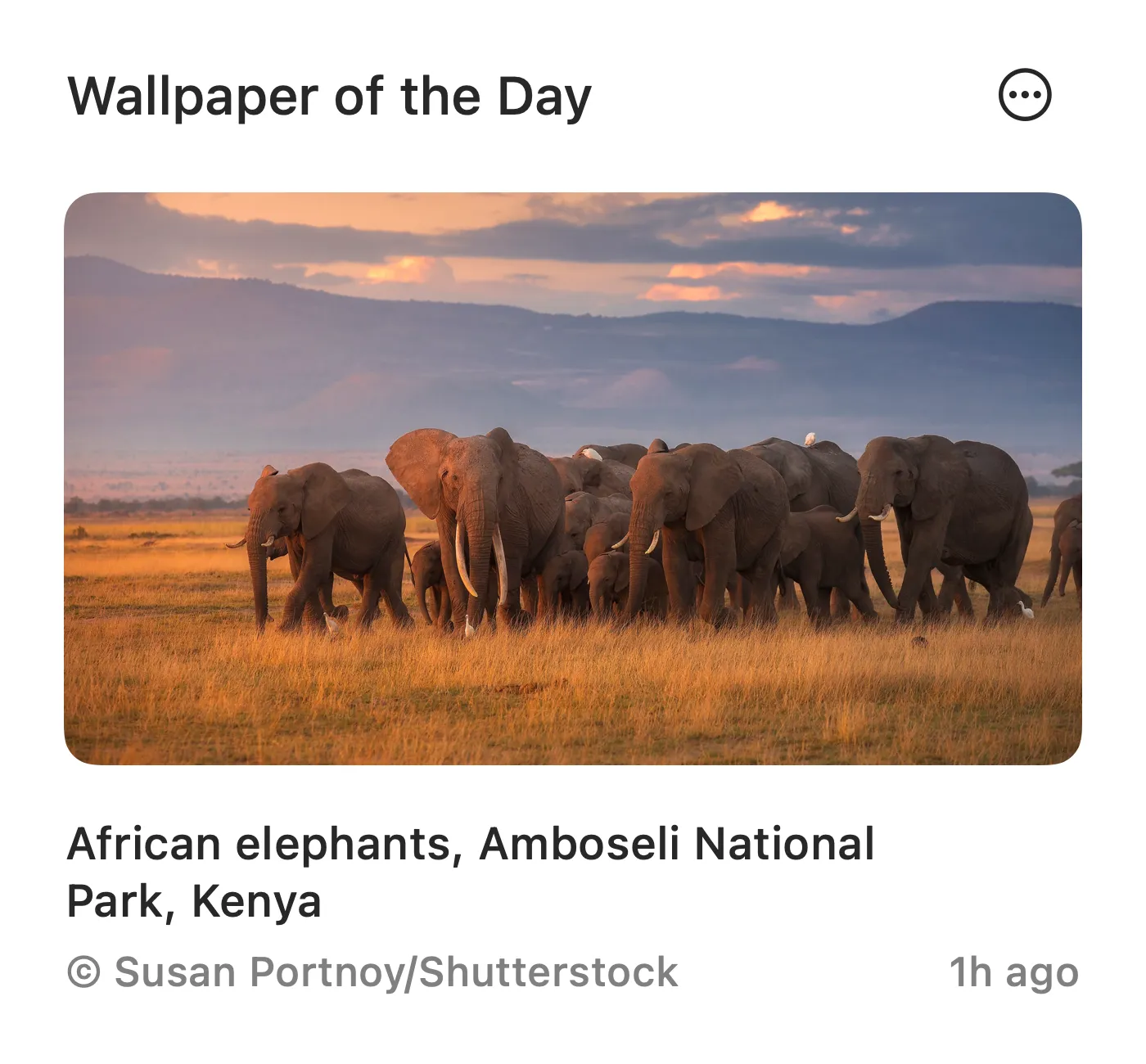 Wallflow popover showing African elephants wallpaper